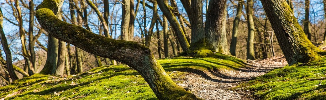 promenade en forêt ensoleillée