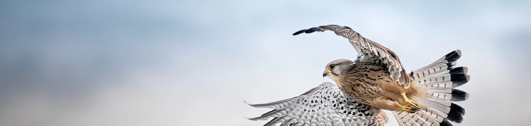 oiseau qui vole dans le ciel